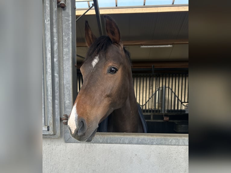 KWPN Giumenta 13 Anni 163 cm Baio in Nieuw- en Sint Joosland