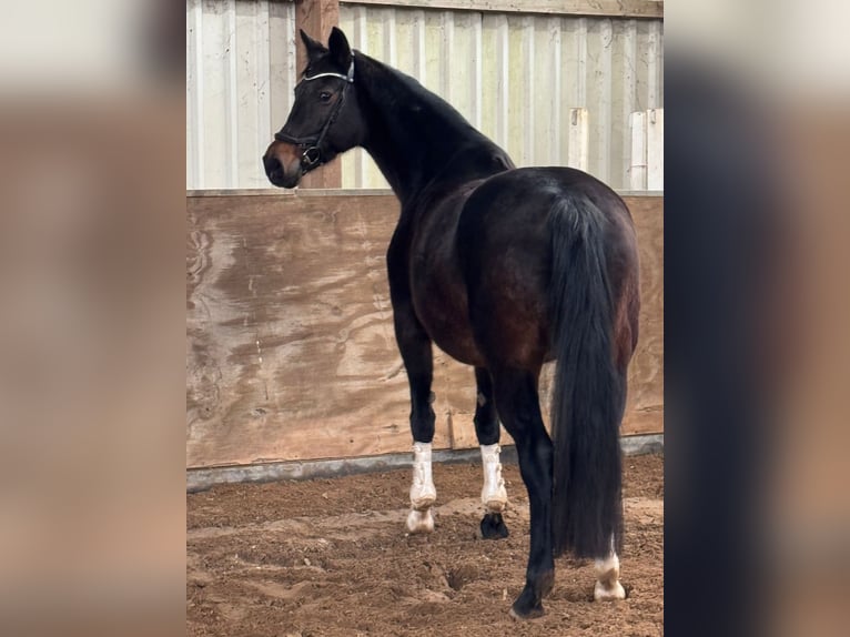 KWPN Giumenta 13 Anni 163 cm Baio scuro in Büttelborn