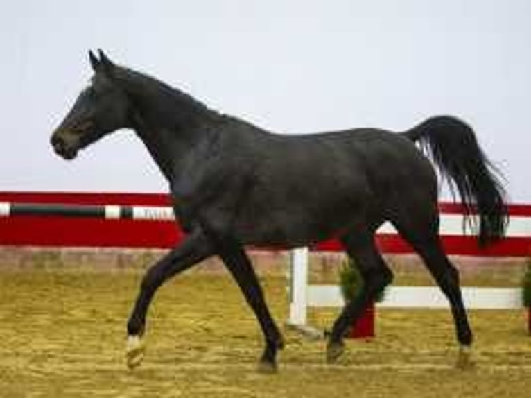 KWPN Giumenta 13 Anni 165 cm Baio nero in Waddinxveen