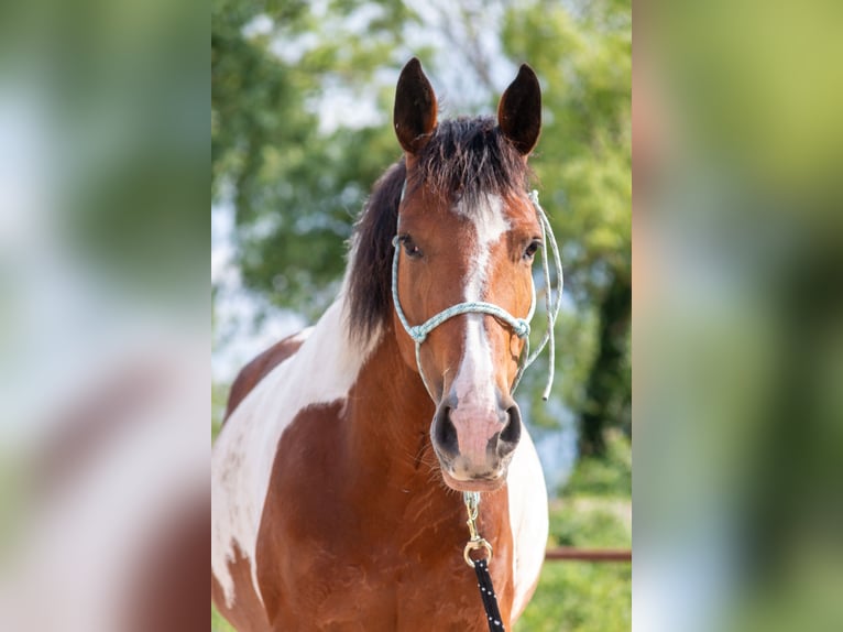 KWPN Giumenta 13 Anni 165 cm Pezzato in Düsseldorf