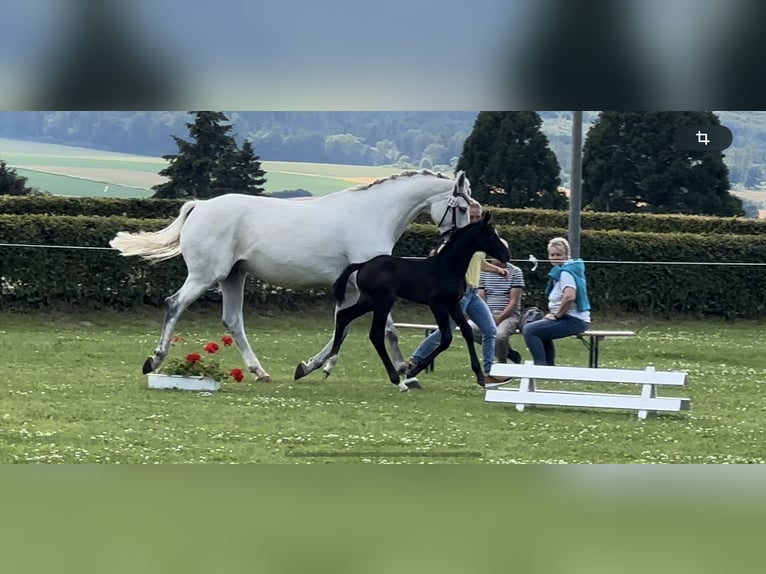 KWPN Giumenta 13 Anni 167 cm Grigio in Gronau (Leine)