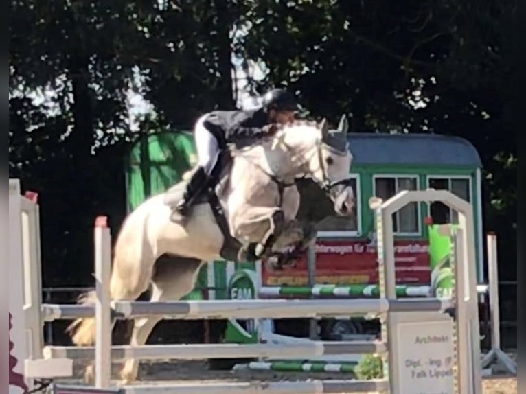 KWPN Giumenta 13 Anni 167 cm Grigio in Gronau (Leine)