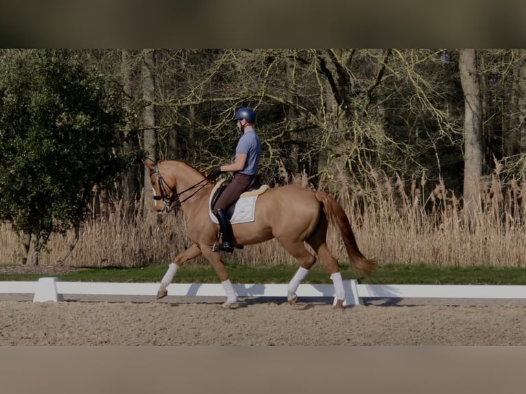 KWPN Giumenta 13 Anni 167 cm Sauro in Bree