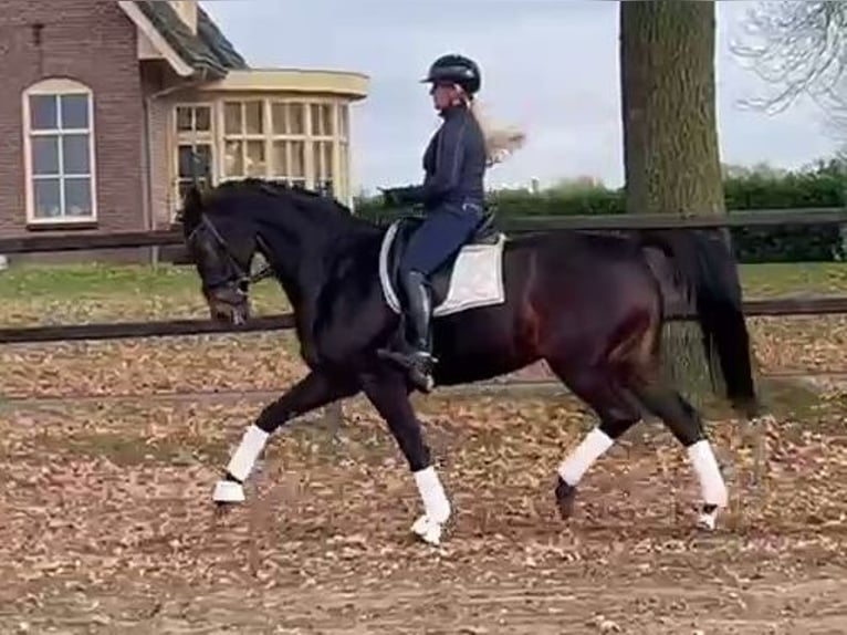 KWPN Giumenta 13 Anni 168 cm Baio nero in Walldorf