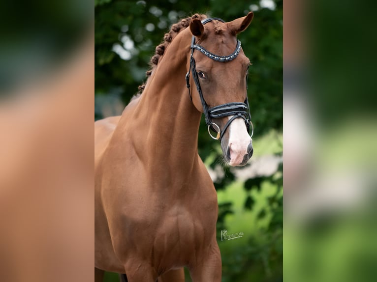 KWPN Giumenta 13 Anni 170 cm Baio chiaro in Peer