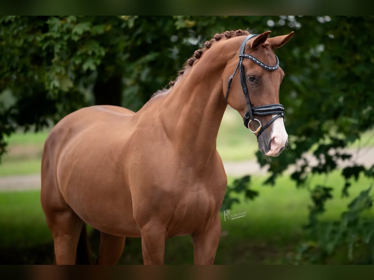 KWPN Giumenta 13 Anni 170 cm Baio chiaro in Peer