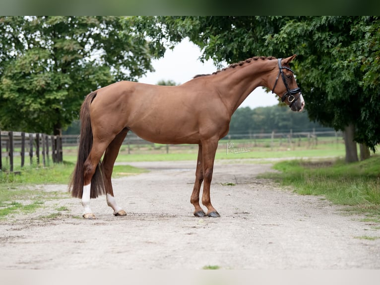 KWPN Giumenta 13 Anni 170 cm Baio chiaro in Peer