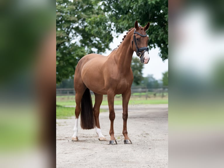 KWPN Giumenta 13 Anni 170 cm Baio chiaro in Peer
