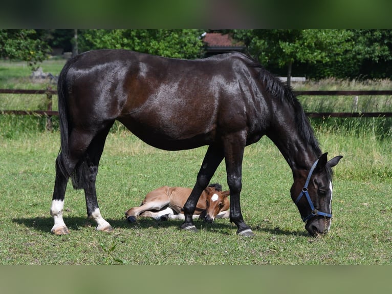 KWPN Giumenta 13 Anni 170 cm Baio nero in Markelo