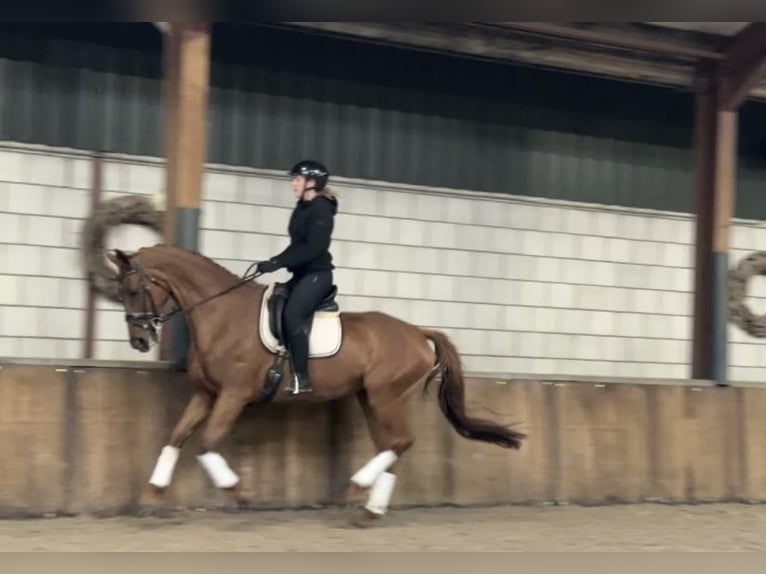KWPN Giumenta 13 Anni 170 cm Sauro in Oud Gastel