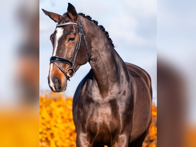 KWPN Giumenta 13 Anni 172 cm Baio ciliegia in Weert