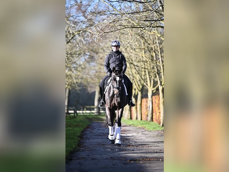 KWPN Giumenta 13 Anni 172 cm Baio ciliegia in Weert