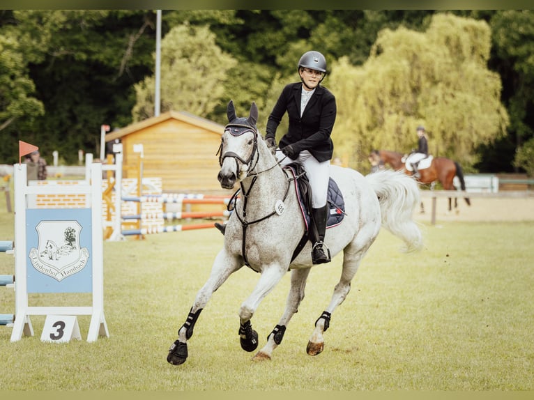 KWPN Giumenta 13 Anni 173 cm Grigio in Großlangheim