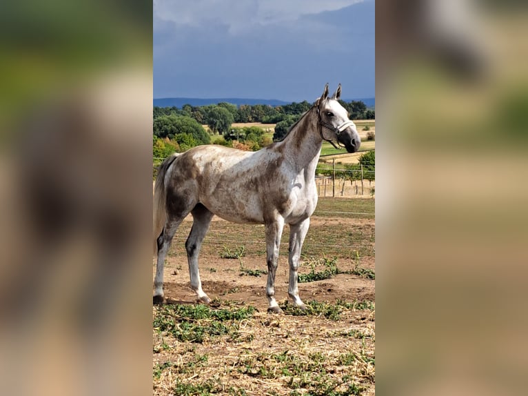 KWPN Giumenta 13 Anni 173 cm Grigio in Großlangheim