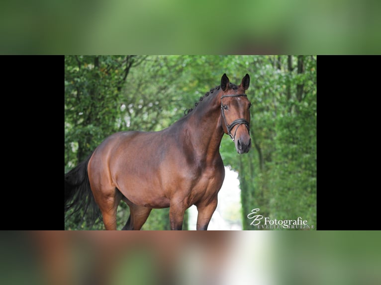 KWPN Giumenta 13 Anni 175 cm Baio in Ederveen