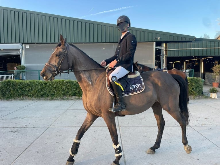 KWPN Giumenta 14 Anni 162 cm Baio in Wijchmaal