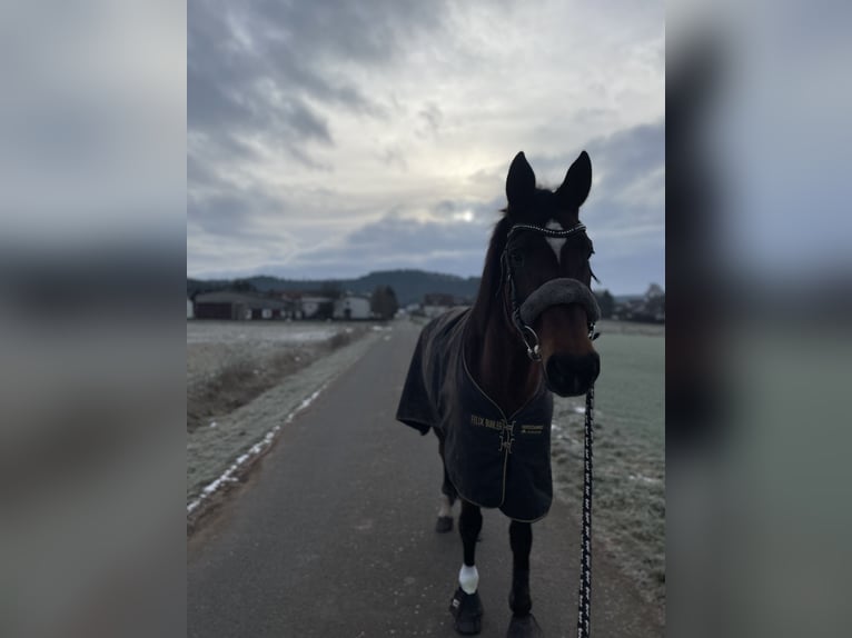 KWPN Giumenta 14 Anni 162 cm Baio scuro in Lichtenfels