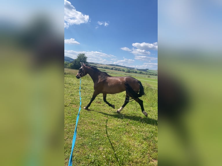 KWPN Giumenta 14 Anni 162 cm Baio scuro in Lichtenfels