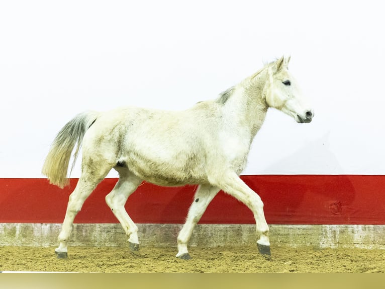 KWPN Giumenta 14 Anni 163 cm  in Waddinxveen