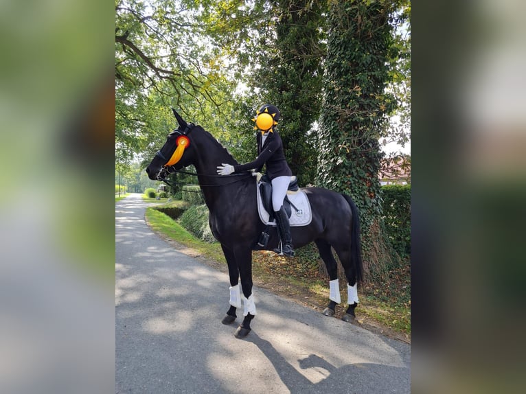 KWPN Giumenta 14 Anni 164 cm Morello in Ense