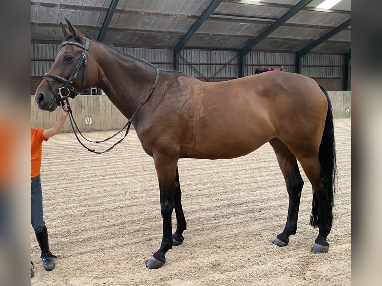 KWPN Giumenta 14 Anni 165 cm Baio in Baexem