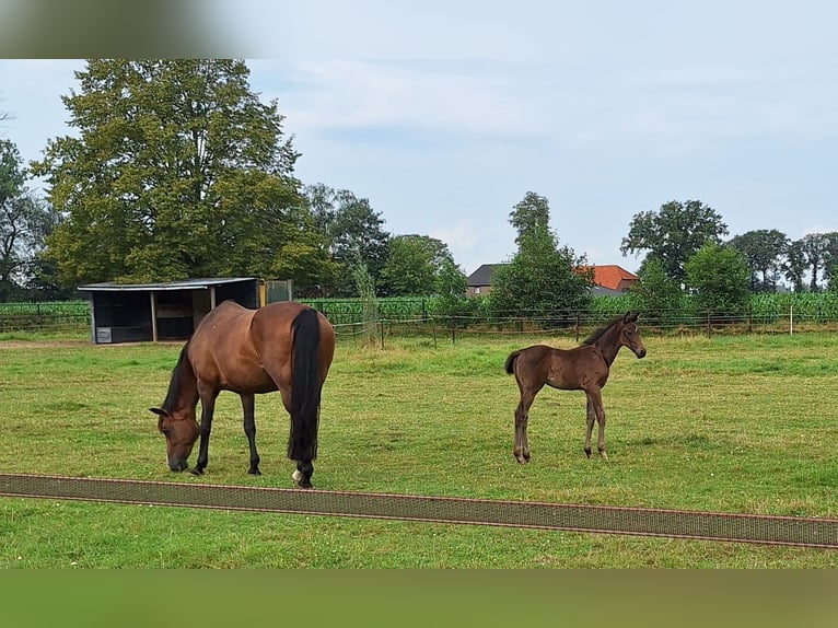 KWPN Giumenta 14 Anni 165 cm Baio in Baarle-Nassau