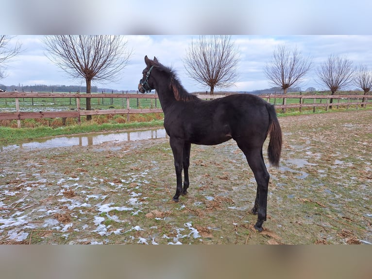 KWPN Giumenta 14 Anni 165 cm Baio in Baarle-Nassau