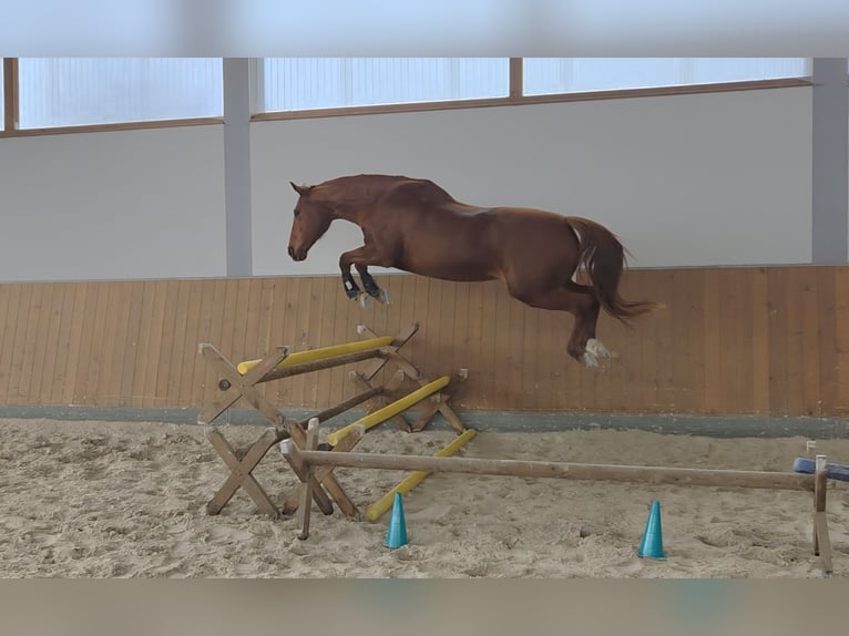 KWPN Giumenta 14 Anni 165 cm Sauro in Creußen