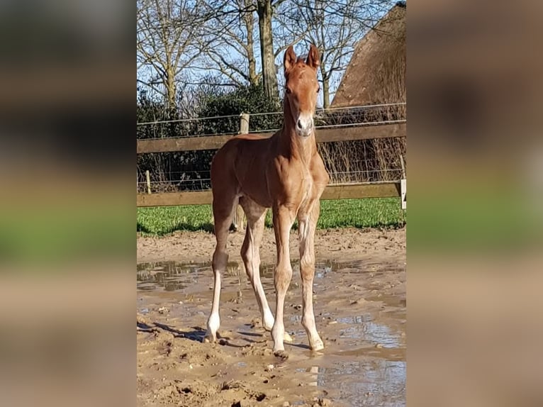KWPN Giumenta 14 Anni 165 cm Sauro scuro in Doesburg