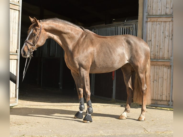 KWPN Giumenta 14 Anni 165 cm Sauro scuro in Geilenkirchen