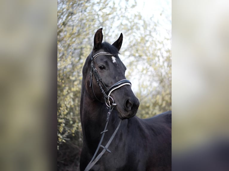 KWPN Giumenta 14 Anni 166 cm Morello in Dortmund