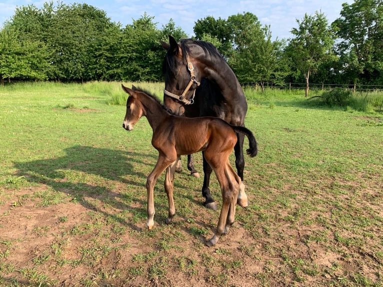 KWPN Giumenta 14 Anni 167 cm Baio nero in Rommerskirchen