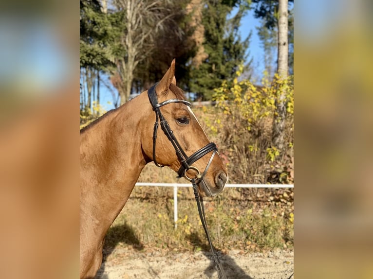 KWPN Giumenta 14 Anni 167 cm Sauro in Pelmberg