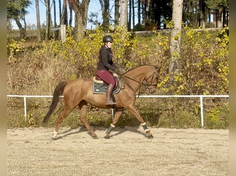 KWPN Giumenta 14 Anni 167 cm Sauro in Pelmberg
