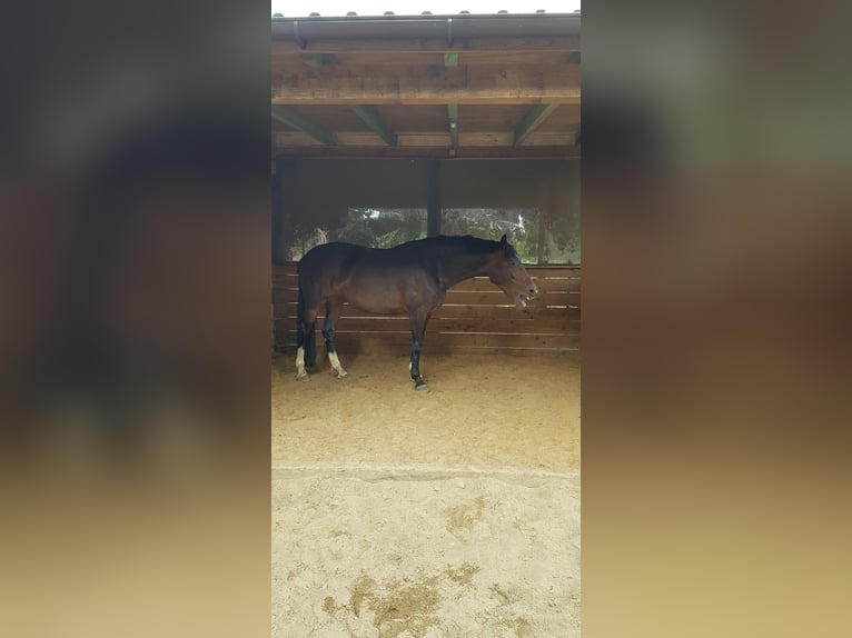 KWPN Giumenta 14 Anni 168 cm Baio in Heuerßen Kobbensen