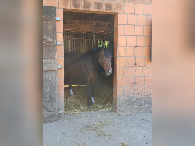 KWPN Giumenta 14 Anni 168 cm Baio in Heuerßen Kobbensen