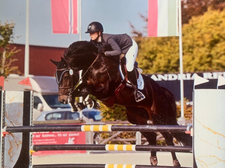 KWPN Giumenta 14 Anni 168 cm Baio nero in Elst