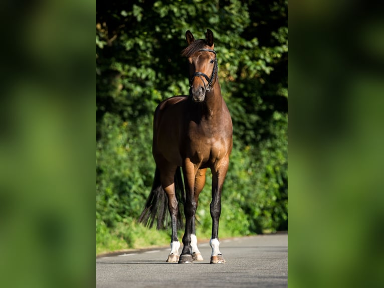 KWPN Giumenta 14 Anni 168 cm Baio scuro in Zeeland