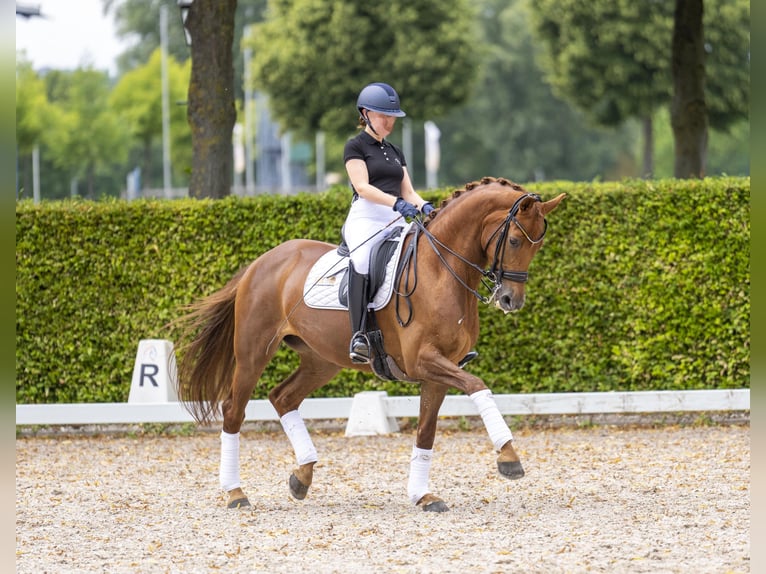 KWPN Giumenta 14 Anni 168 cm Sauro in Alsdorf