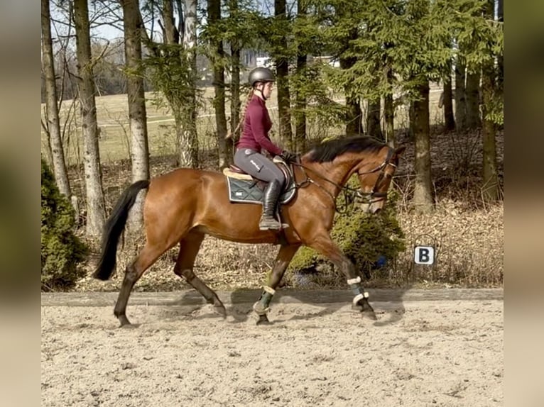 KWPN Giumenta 14 Anni 169 cm Baio in Pelmberg