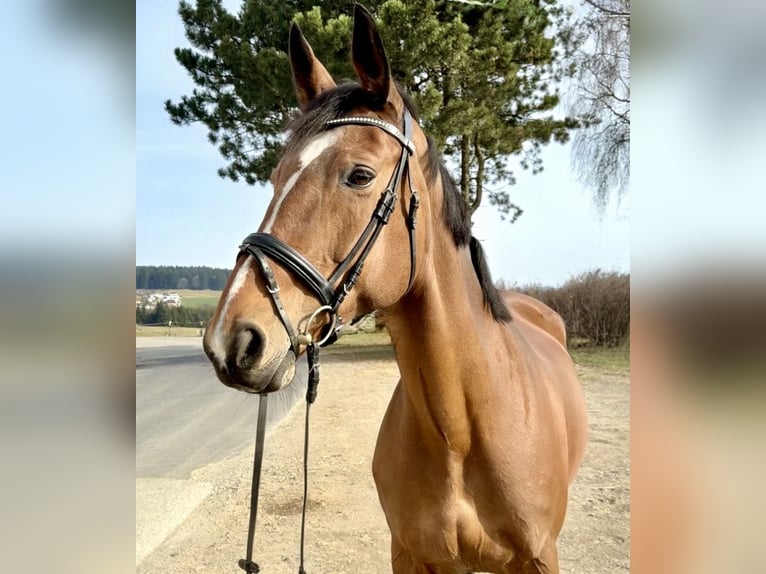 KWPN Giumenta 14 Anni 169 cm Baio in Pelmberg