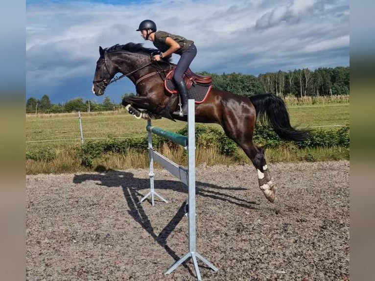 KWPN Giumenta 14 Anni 169 cm Baio scuro in Woźniki