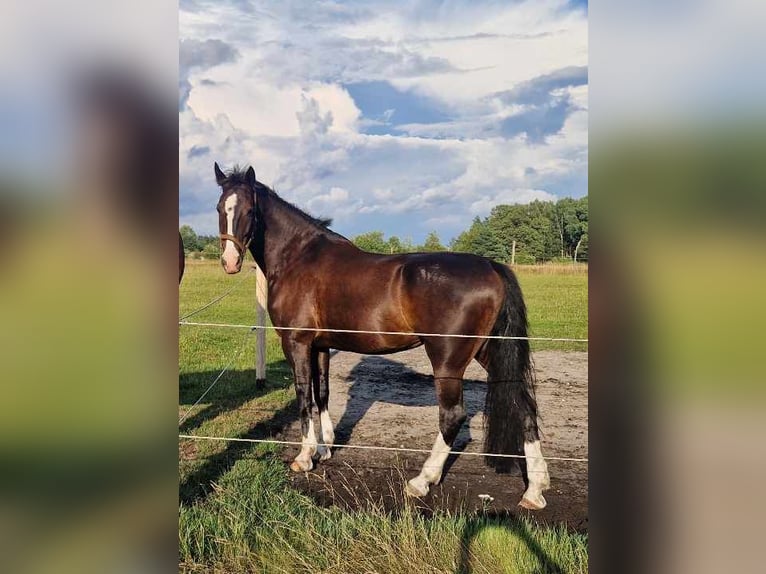 KWPN Giumenta 14 Anni 169 cm Baio scuro in Woźniki