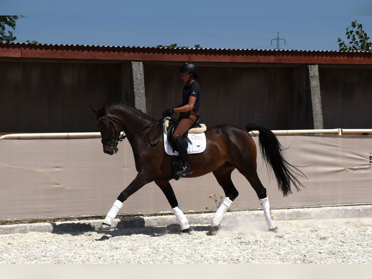 KWPN Giumenta 14 Anni 170 cm Baio in Prag