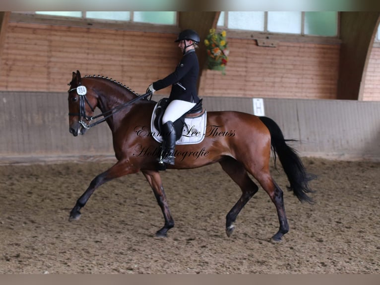 KWPN Giumenta 14 Anni 170 cm Baio in Zobbenitz