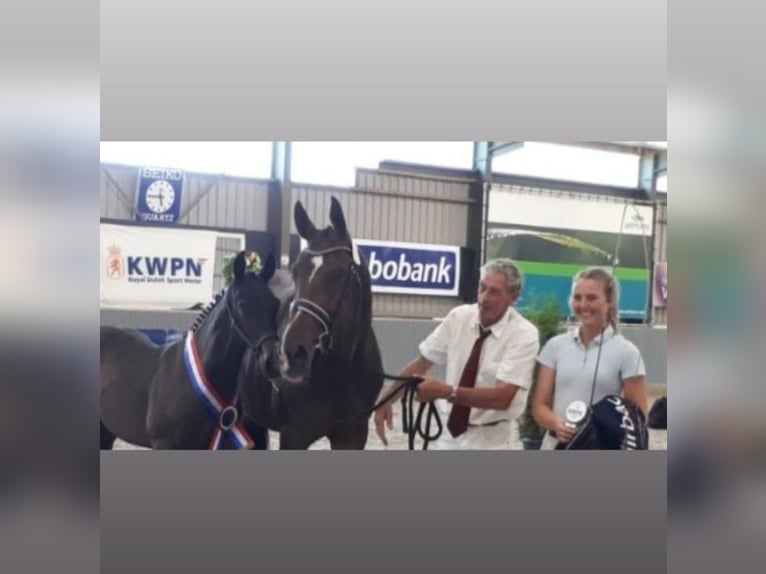 KWPN Giumenta 14 Anni 172 cm Baio scuro in EvertsoordEvertsoord