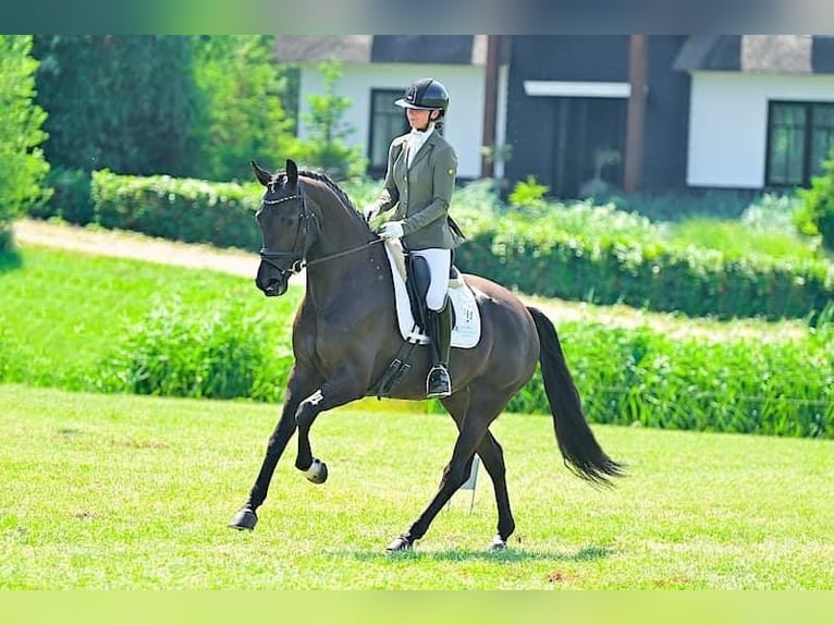 KWPN Giumenta 14 Anni 173 cm Morello in Zevenhoven