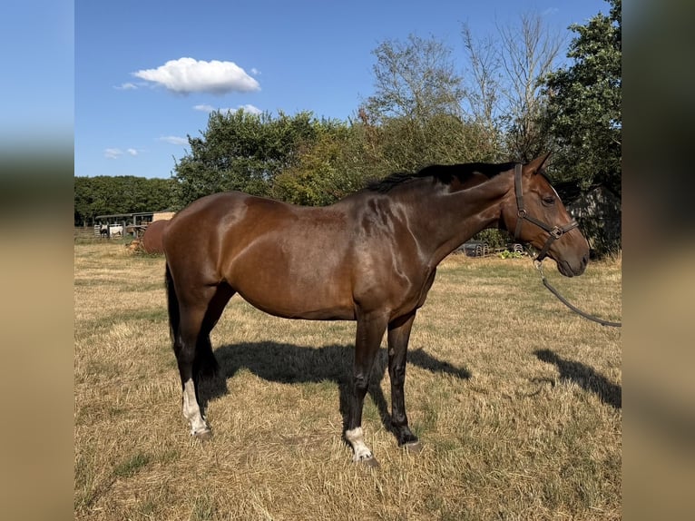 KWPN Giumenta 14 Anni 175 cm Baio in Wijchen