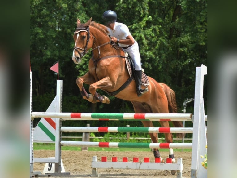 KWPN Giumenta 14 Anni 175 cm Sauro in Como