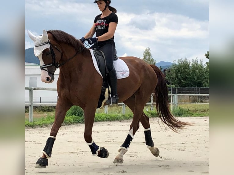 KWPN Giumenta 14 Anni 175 cm Sauro ciliegia in Aspach le bas